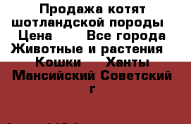 Продажа котят шотландской породы › Цена ­ - - Все города Животные и растения » Кошки   . Ханты-Мансийский,Советский г.